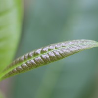 Pimenta dioica (L.) Merr.